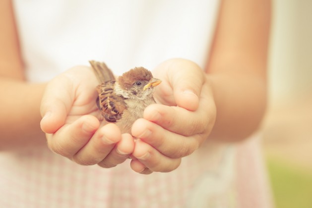sparrow-sitting-in-childrens-hand
