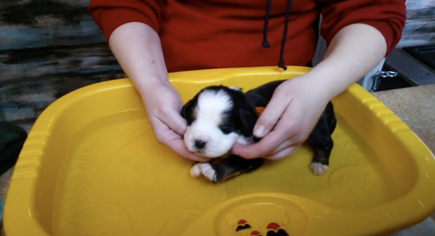 puppy taking bath