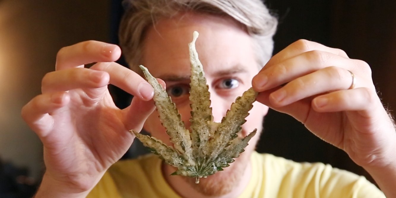 man holding up edible cannabis leaf