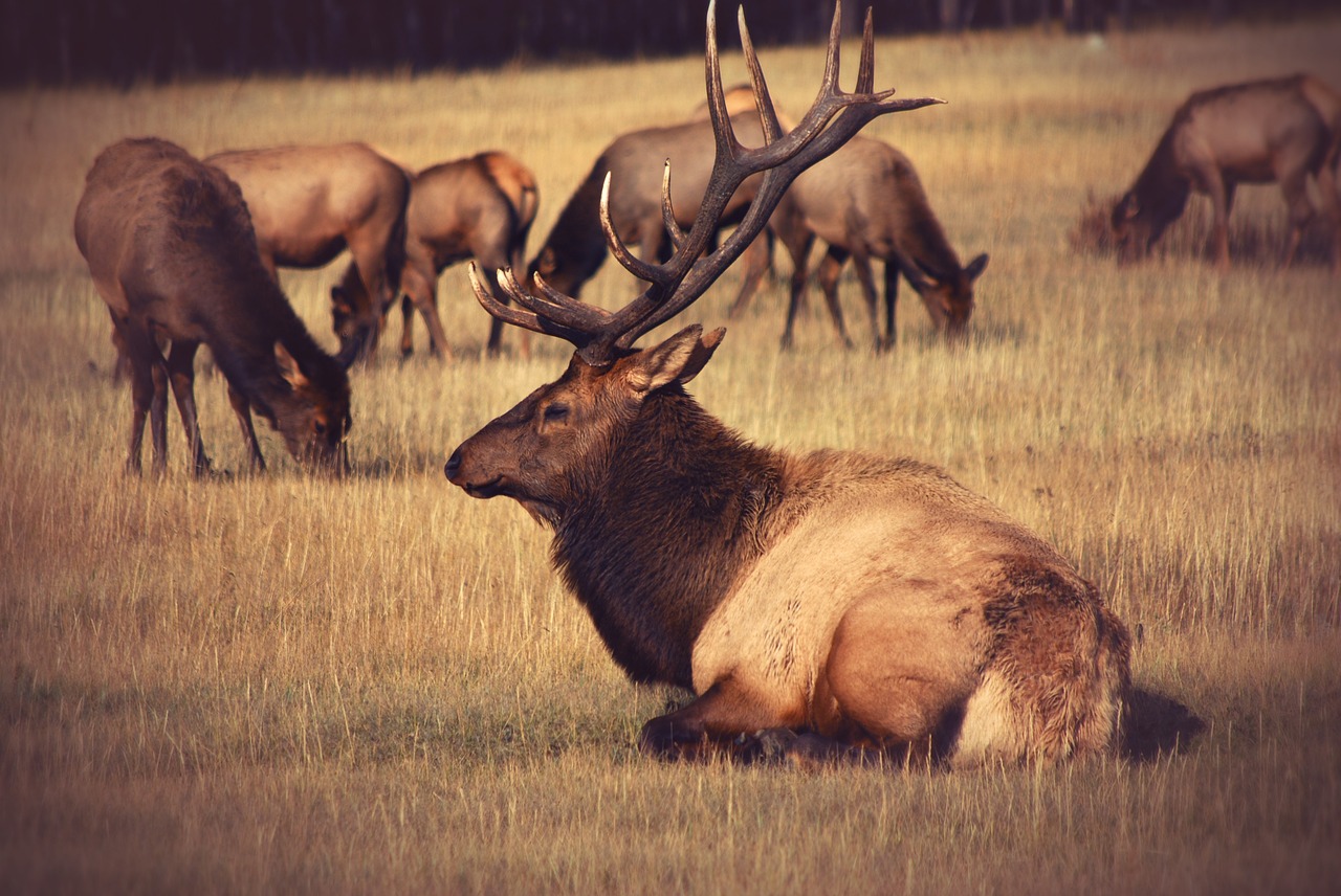 what does elk taste like? Elk in open field during fall